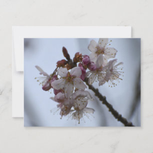 Spring Blossom  Postcard