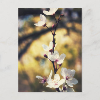 Spring Blossom Postcard