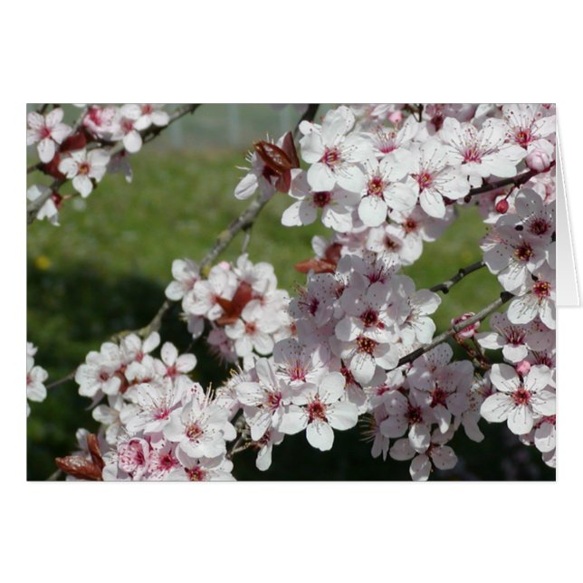 Spring Blossoms (Front Horizontal)