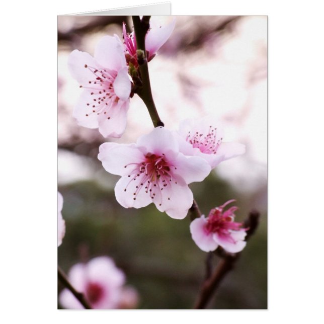 Spring Blossoms Card (Front)