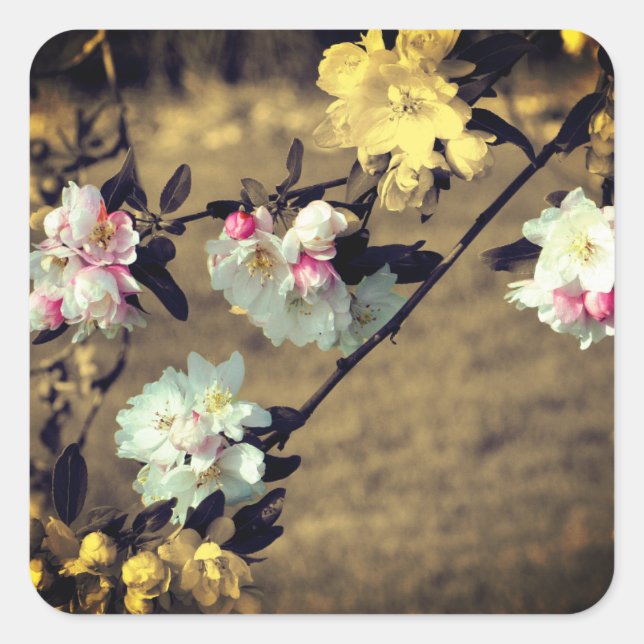 Spring Blossoms In Sepia Flower  Square Sticker (Front)