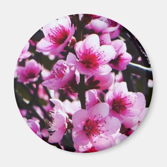 Spring Blossoms Magnet (Front)