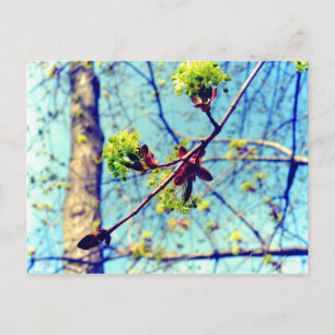 Spring blossoms maple tree stylised postcard