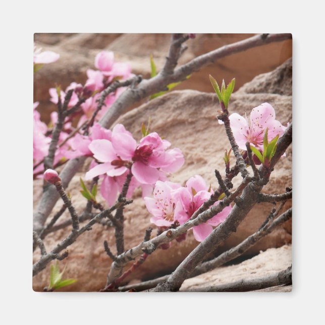 Spring Blossoms on Zion Rocks Magnet (Front)