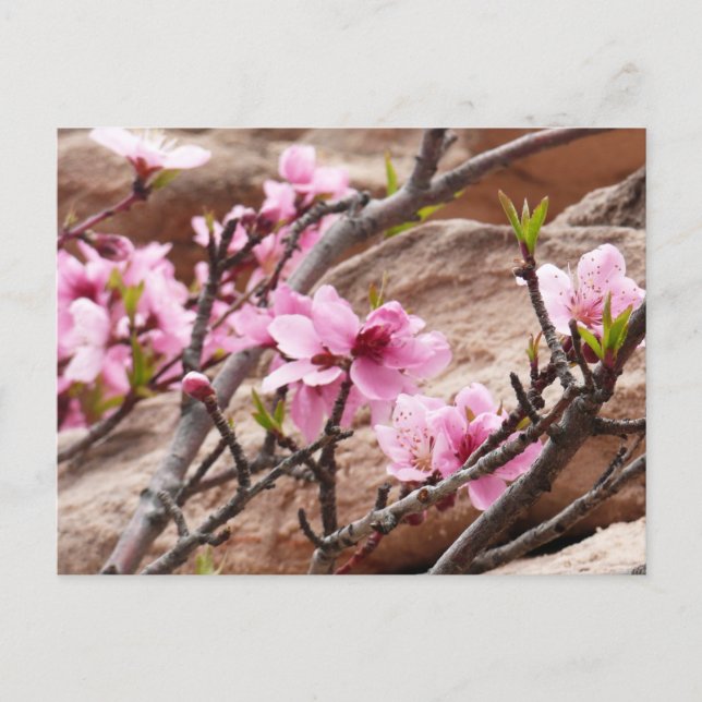 Spring Blossoms on Zion Rocks Postcard (Front)