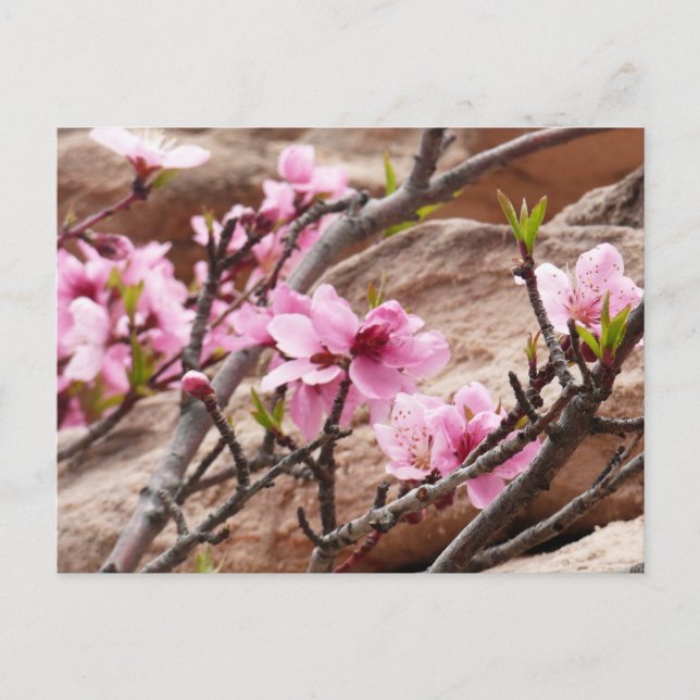 Spring Blossoms on Zion Rocks Postcard (Front)