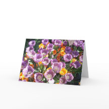 Spring Blossoms One
