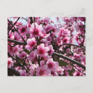 Spring Blossoms Postcard