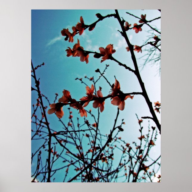 Spring Blossoms Poster (Front)