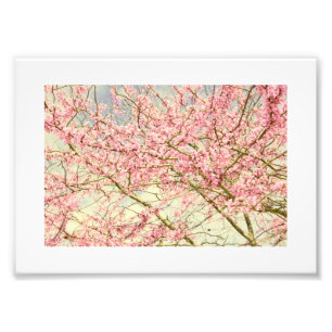 Spring Blossoms Vintage Photo Print