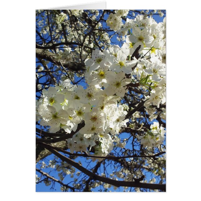 Spring Branches (Front)