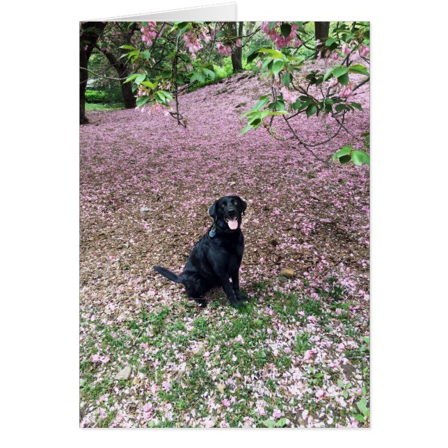 Spring Break (Front)