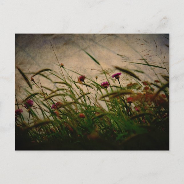 Spring Breeze postcard (Front)