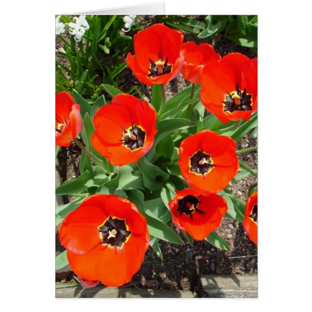 Spring Bulbs (Front)