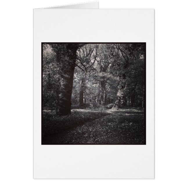 Spring Bute Park, Cardiff, Wales (Front)