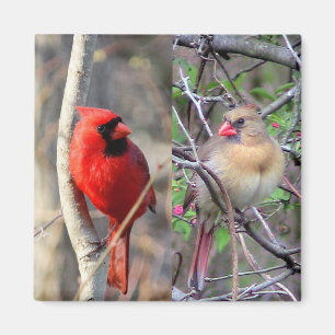 Spring Cardinals Magnet