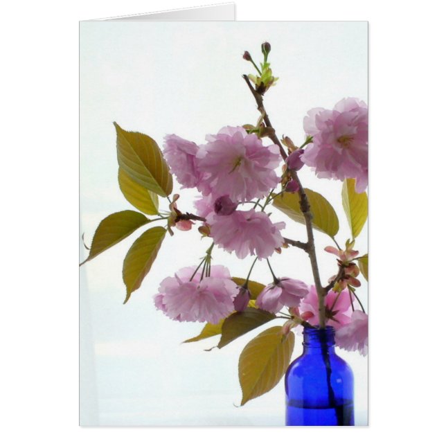 spring cherry (Front)