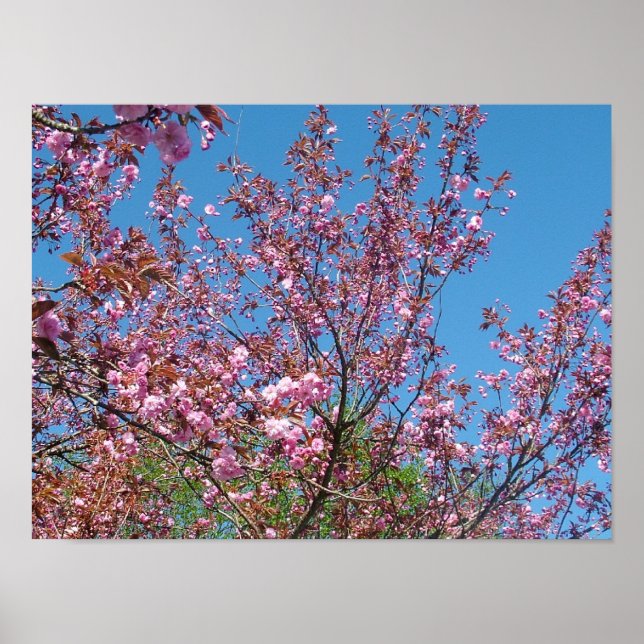 spring cherry blossoming  tree in blue sky poster (Front)
