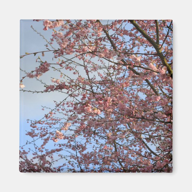 Spring cherry  blossoming trees magnet (Front)