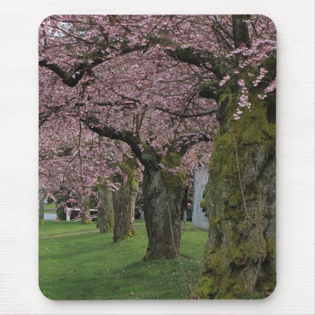 Spring cherry  blossoming trees mouse mat (Front)
