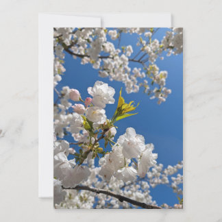 Spring Cherry Blossoms Invitation