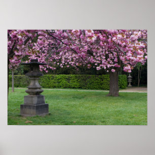 Spring Cherry Blossoms Poster