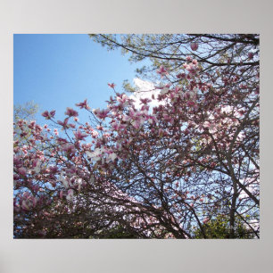 Spring Cherry Blossoms Poster
