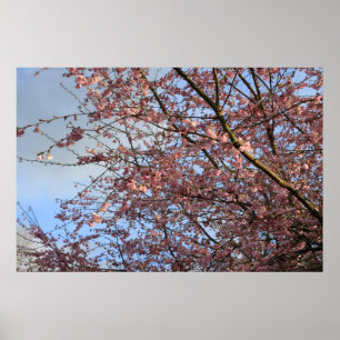 Spring cherry tree blossoming poster
