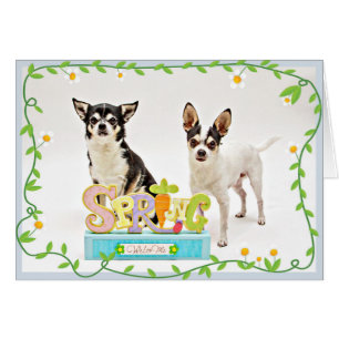 Spring Chihuahua's