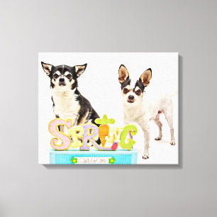 Spring Chihuahua's Canvas Print