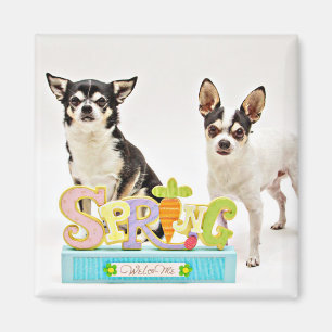 Spring Chihuahua's Magnet
