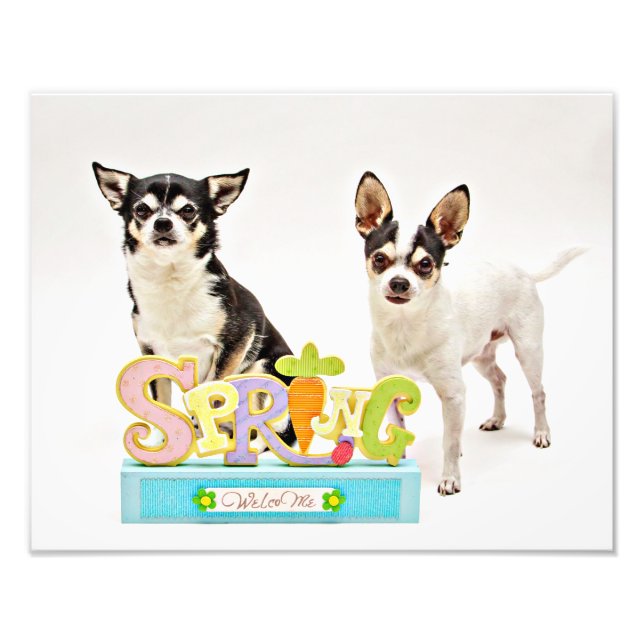 Spring Chihuahua's Photo Print (Front)