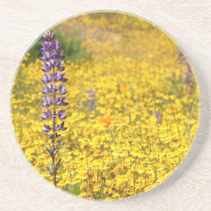 Spring coaster