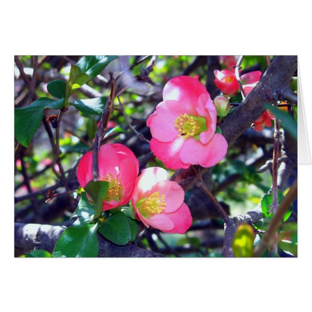 Spring Crabapple  in Bloom Card (Front Horizontal)