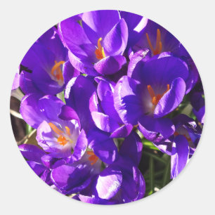 SPRING CROCUS CLASSIC ROUND STICKER