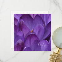 Spring Crocus Flower Photography