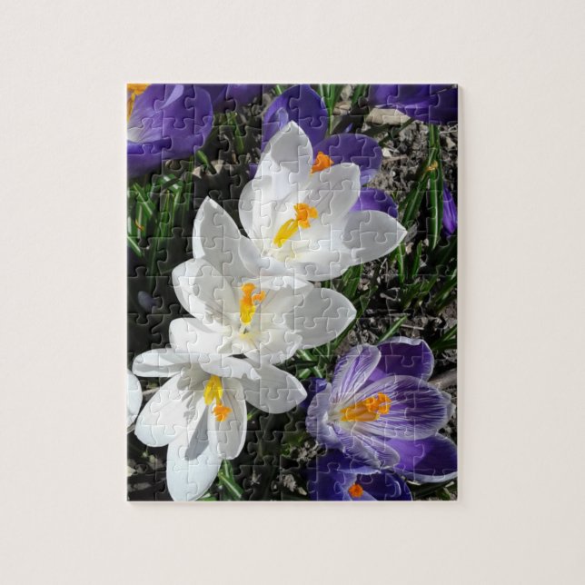 Spring Crocus Flowers in the Park Jigsaw Puzzle (Vertical)