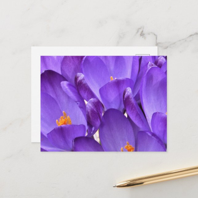 Spring Crocus Photography Postcard (Front/Back In Situ)