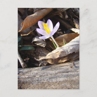 Spring Crocus Postcard
