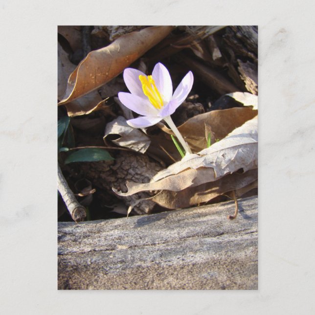 Spring Crocus Postcard (Front)