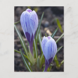SPRING CROCUS POSTCARD