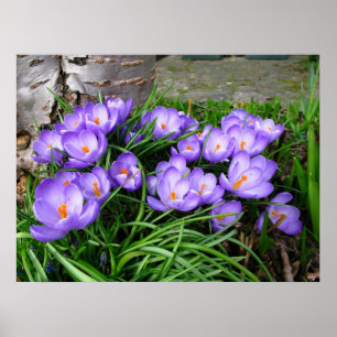 Spring Crocus Poster