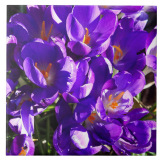 SPRING CROCUS TILE
