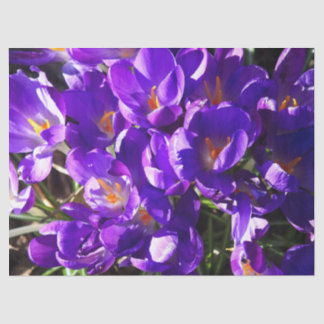 SPRING CROCUS TISSUE PAPER