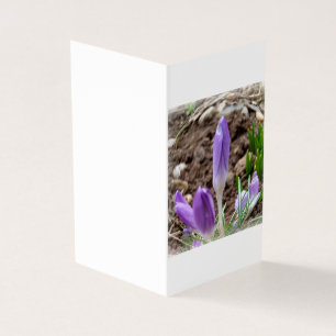 Spring crocuses