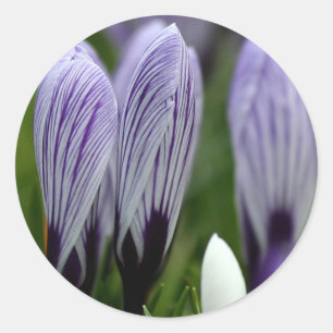 Spring Crocuses envelope sealer stickers