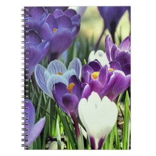 Spring crocuses - notebook