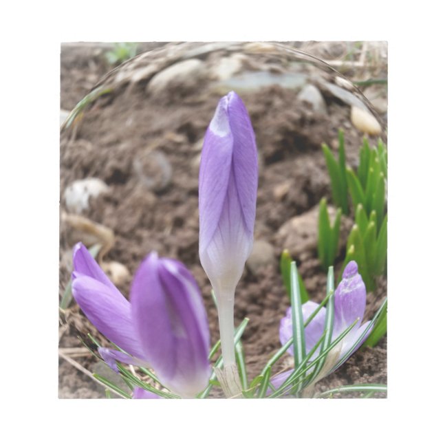 Spring crocuses notepad (Front)