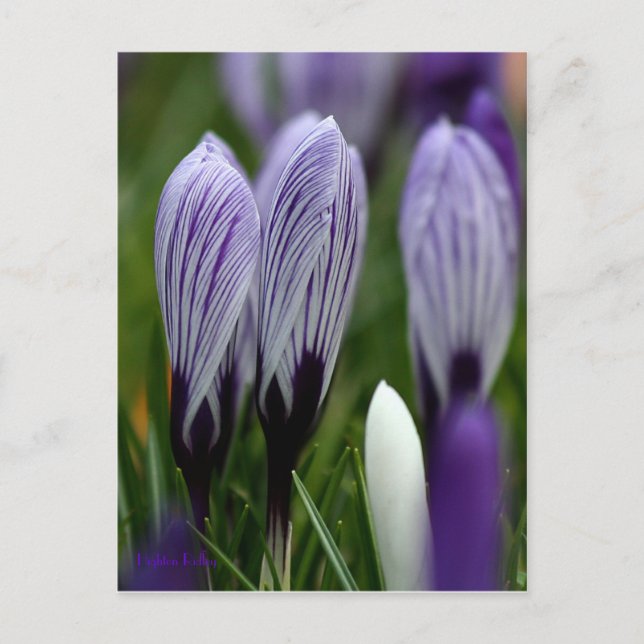 Spring Crocuses postcard (Front)