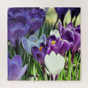 Spring crocuses - puzzle
